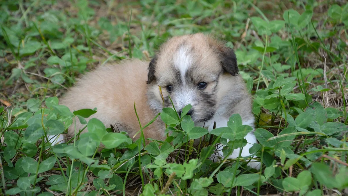 How to Help a Puppy or Dog Pass Gas