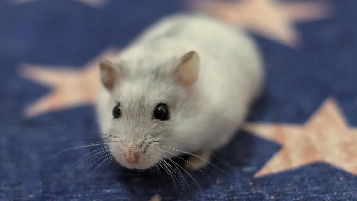 How to Help a Hamster Cool Down Safely in Hot Weather