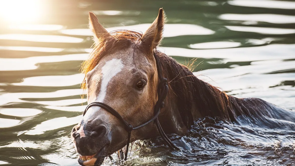 How to Help a Horse Cool Down or Calm Down Safely