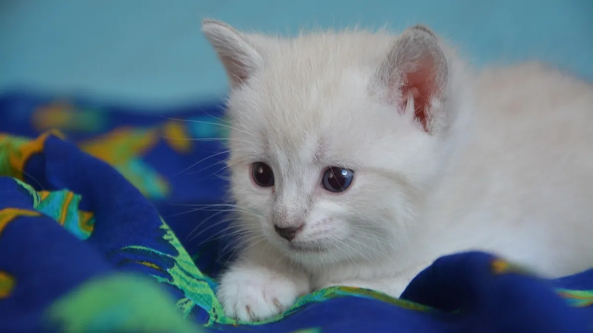 How to Help a Kitten Poop: Constipation Relief