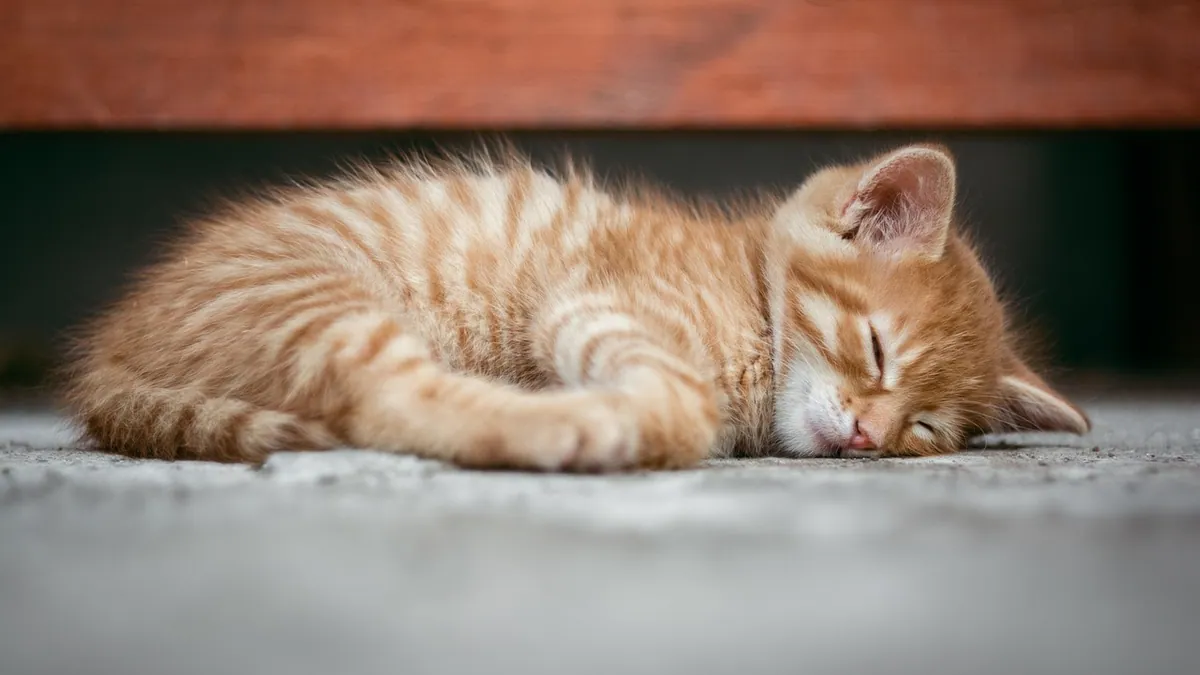 How to Help a Kitten Sleep Through the Night