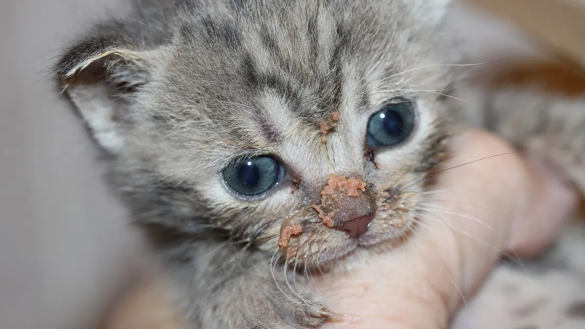 How to Help a Kitten With a Cold