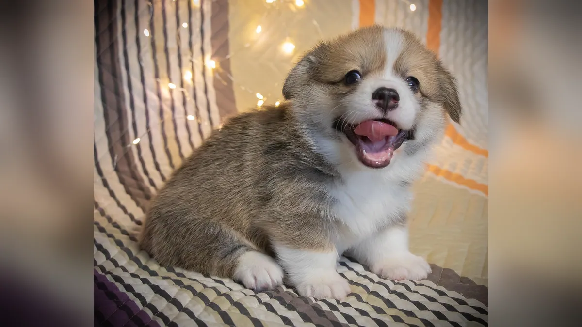 How to Help a Puppy Breathe Better: Causes and Care