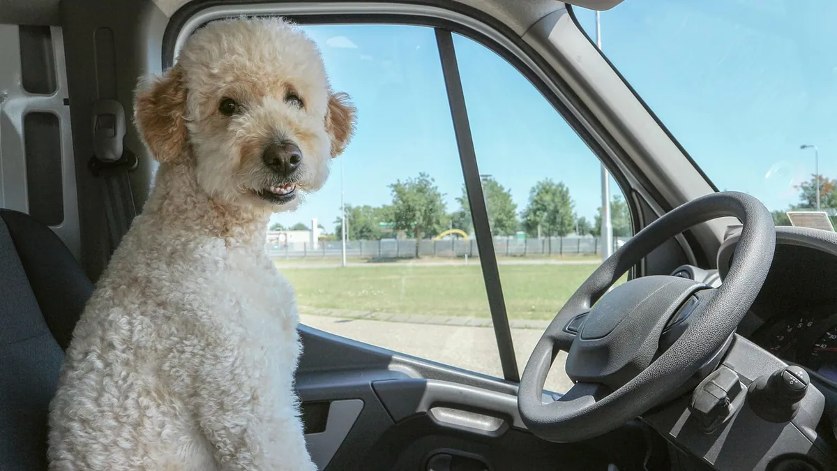How to Help a Puppy With Car Sickness