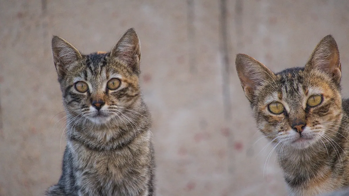 How to Help a Puppy and Cat Get Along: Step-by-Step