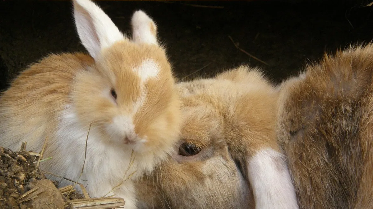 How to Help a Rabbit Give Birth and Care for Newborns