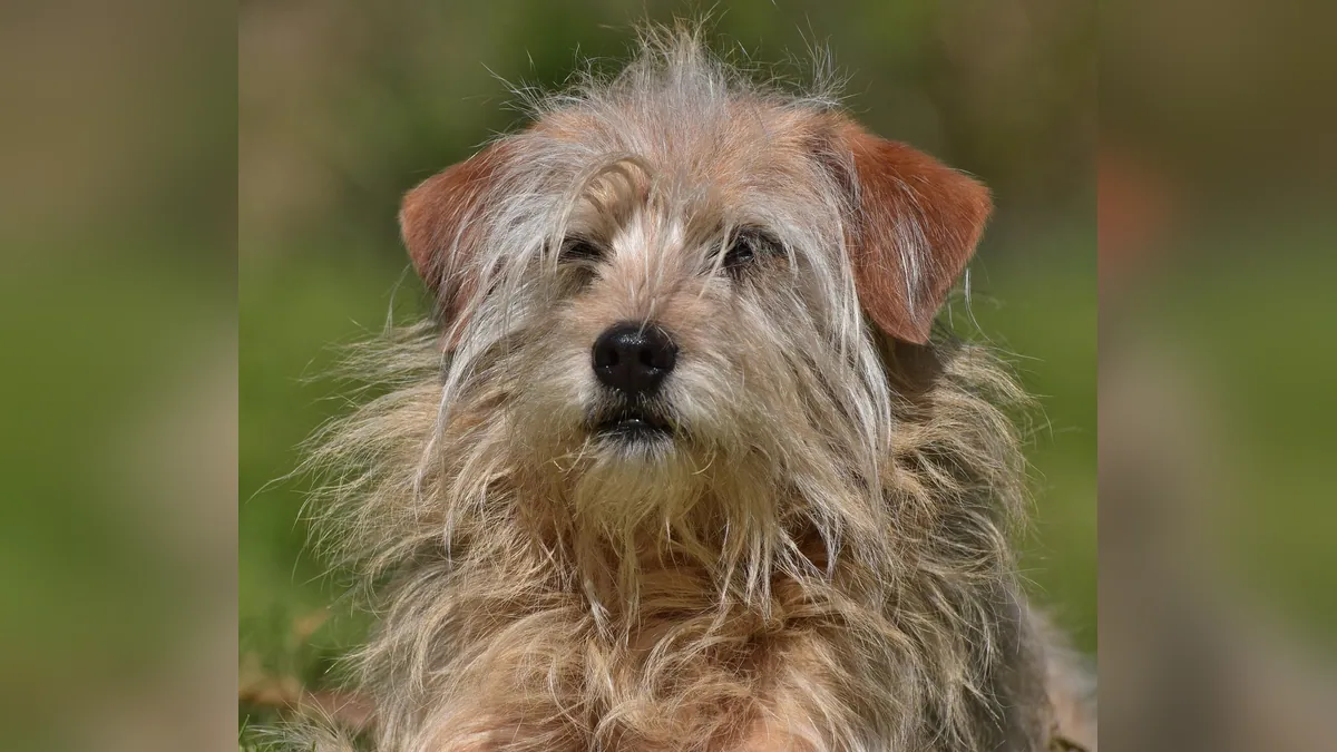 How to Help a Yeasty Dog Naturally: Diet and Remedies