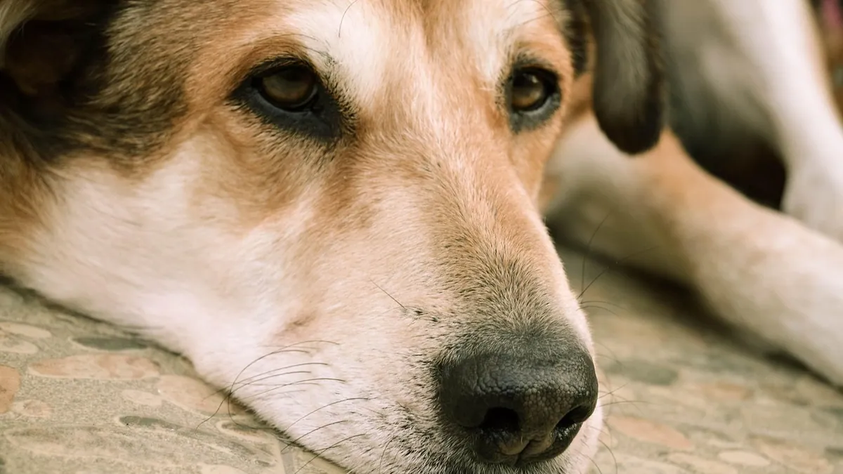Hemangiosarcoma in Dogs: Treatment and Euthanasia Decisions