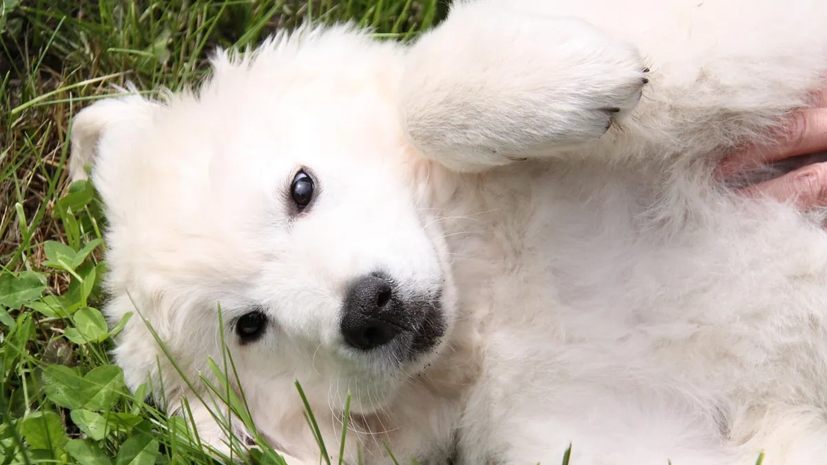 Hernia in Dogs: Types, Symptoms, and When It's Dangerous