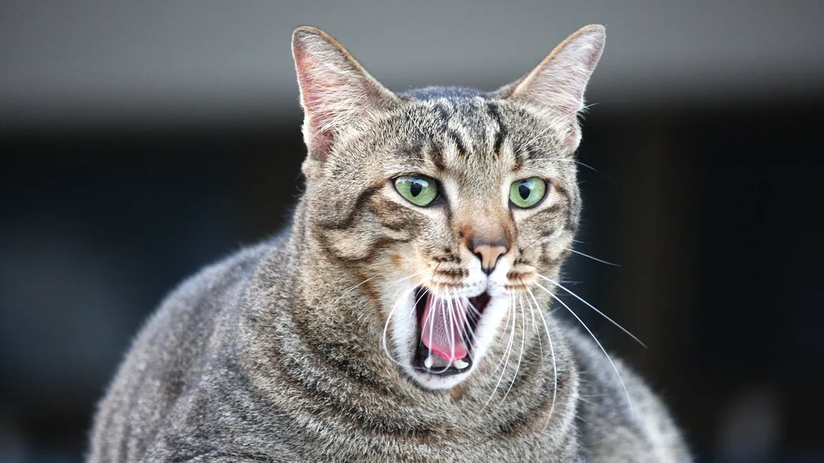 Hiccups in Cats: Causes and How to Help
