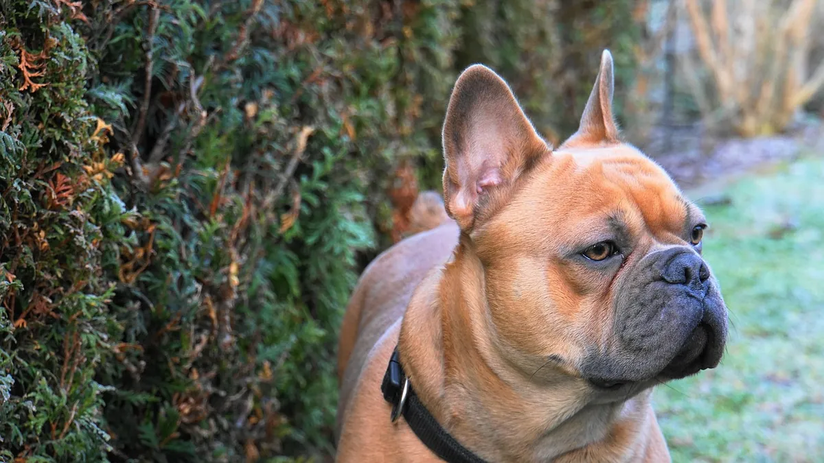 Is Hicks Yew Toxic to Dogs? Deadly Plant Warning