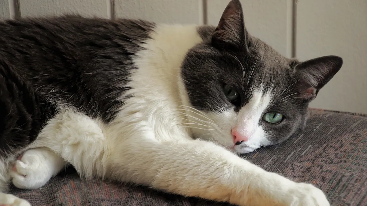 High Liver Enzymes in Cats: Causes and What Happens Next