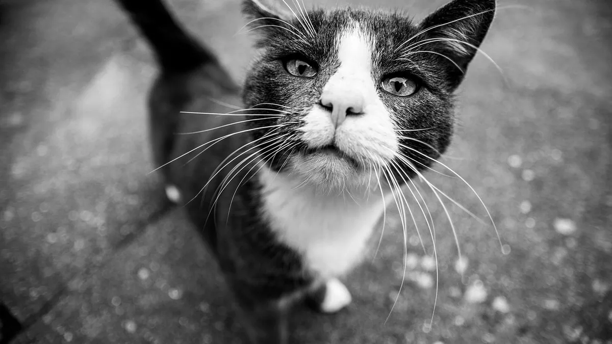 Histiocytoma in Cats: Do Cats Get These Skin Lumps?