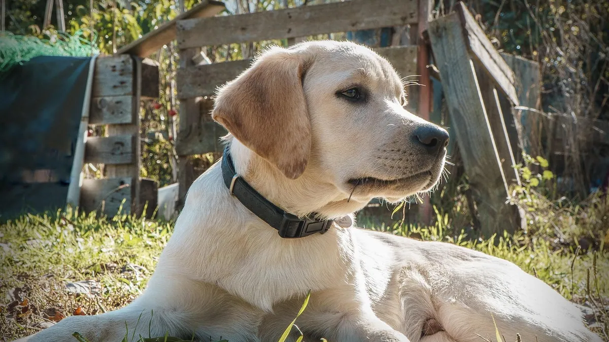 Hives in Dogs After Vaccines: Normal or a Warning Sign?