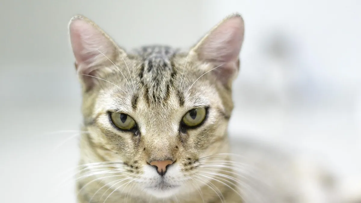 Hives in Cats: Stress, Allergies, and What Causes Them