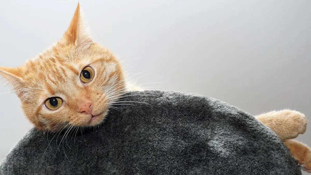 Hives in Cats and Kittens: Causes and How to Help