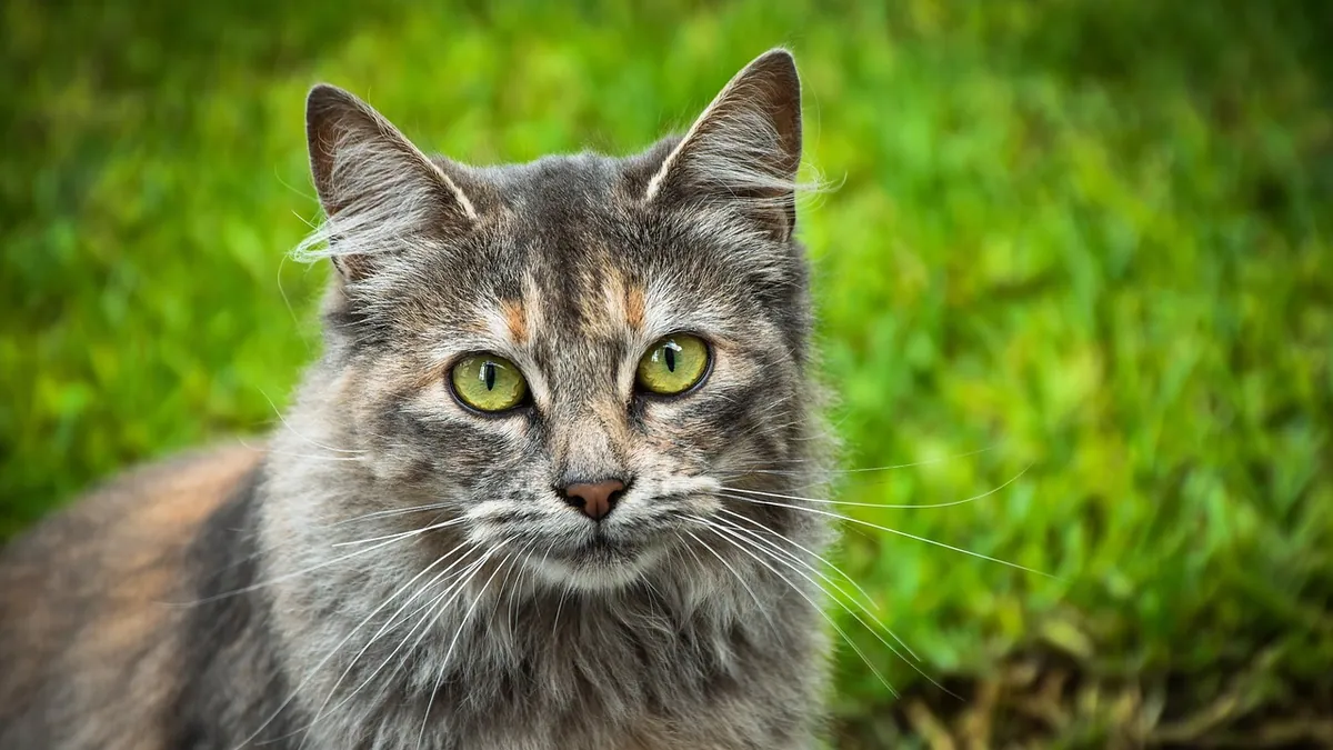 Hives in Cats: What They Look Like and What Causes Them