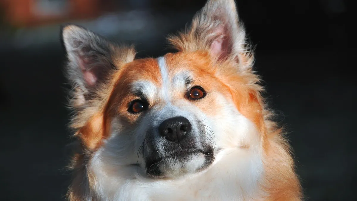 Hives in Dogs: Causes, Symptoms, and Body Locations