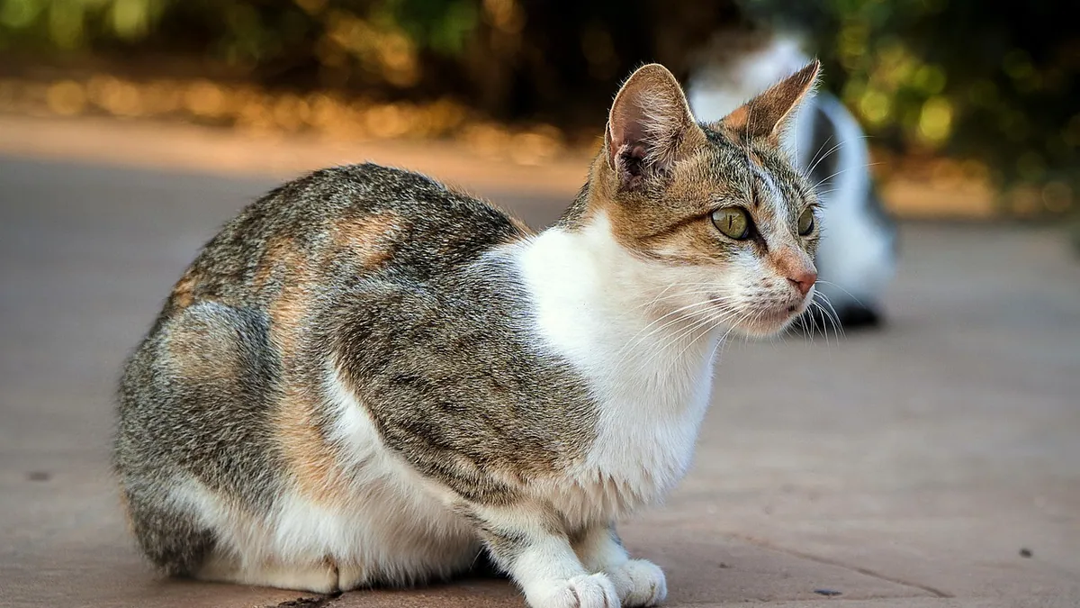 Hives and Skin Allergies in Cats: Treatment Options