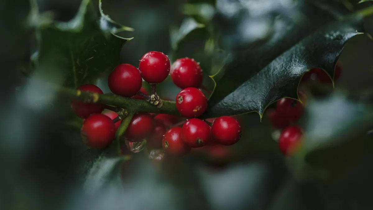 Is Holly Poisonous to Dogs? Types and Toxicity