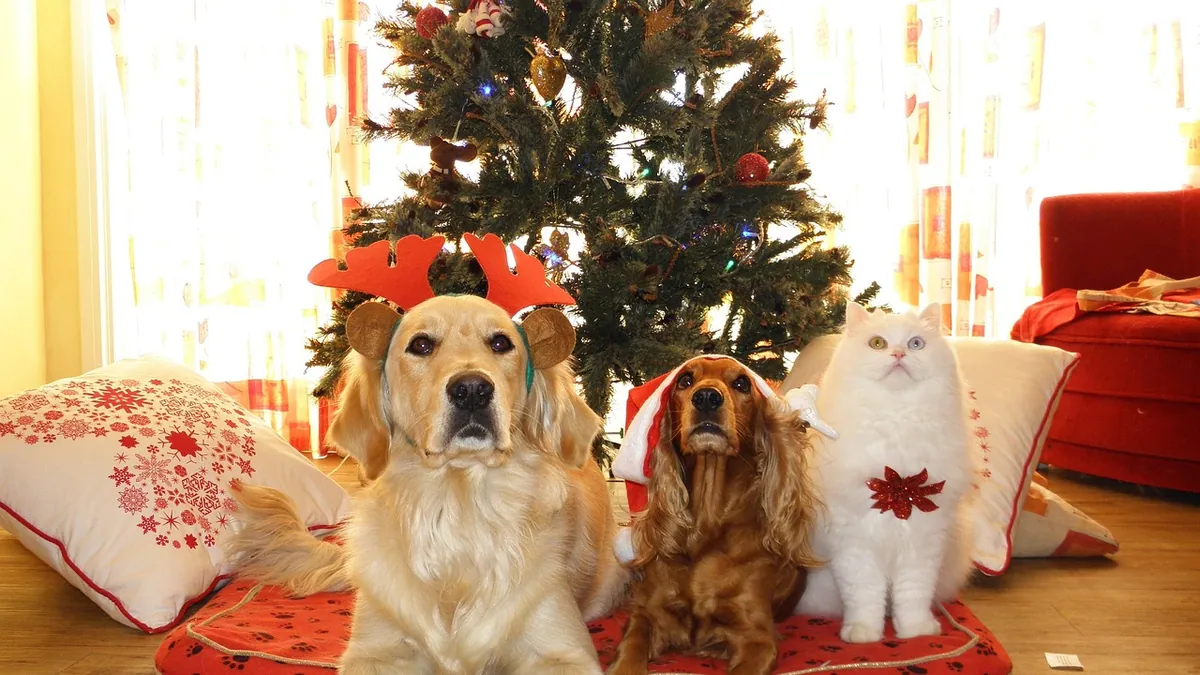 Is Holly Toxic to Dogs and Cats? Holiday Safety