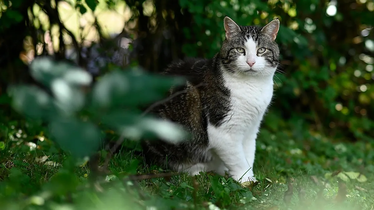 Is Holly Toxic to Cats? American, Japanese, and Sea Holly