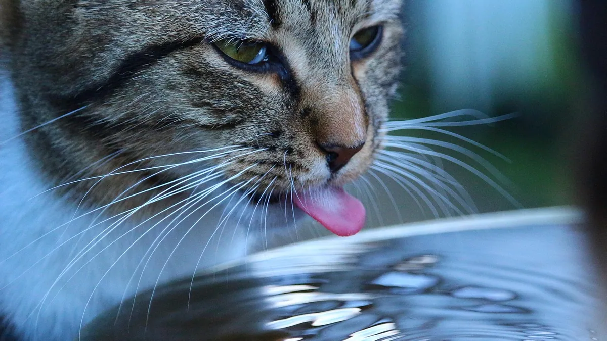 Home Care for Cat Kidney Disease: What Actually Helps