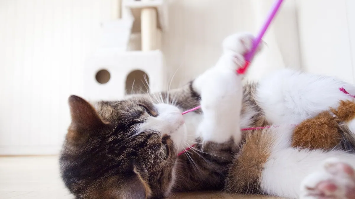 Home Remedies for Cat Bites and Scratches