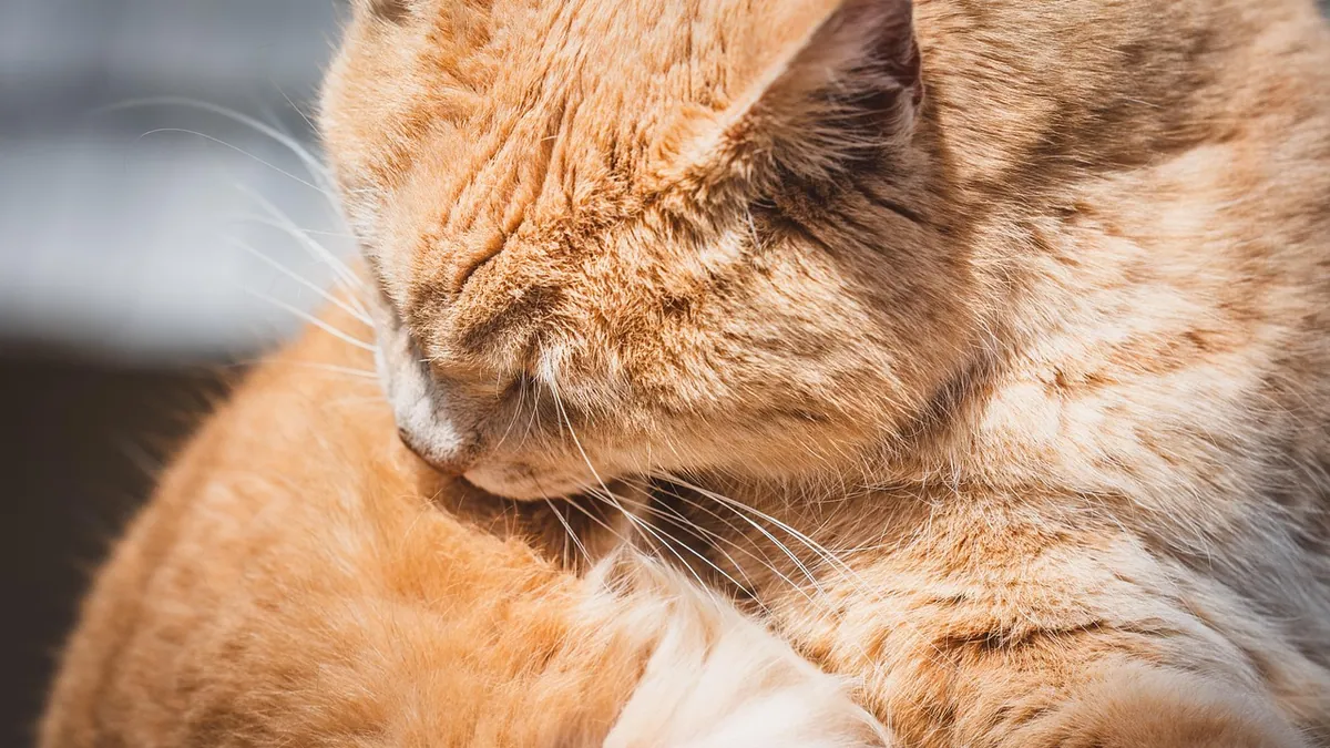 Home Remedies for Cat Dry Skin and Itching