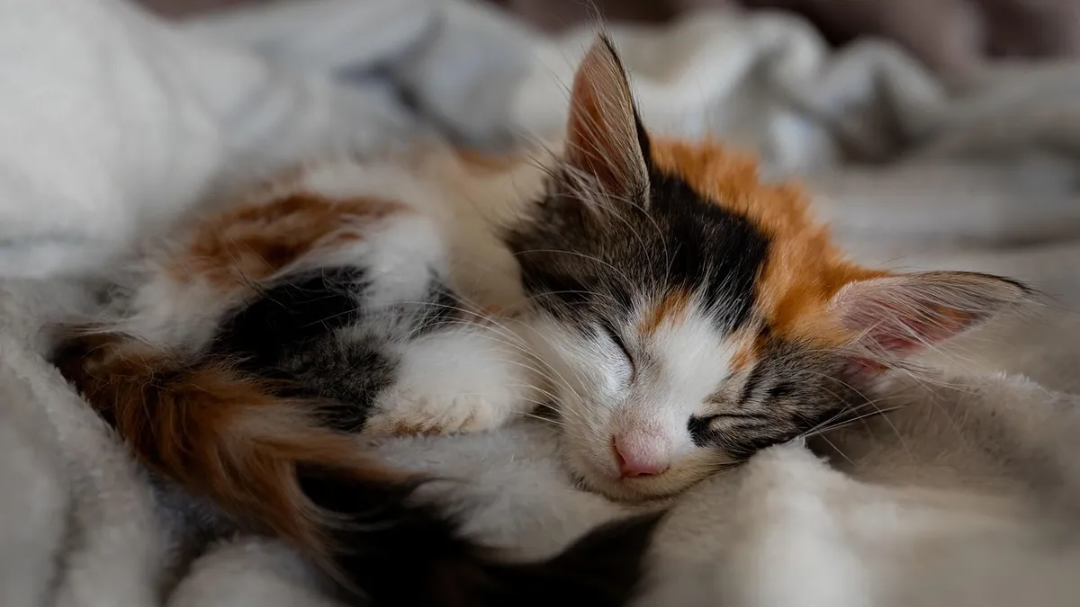Home Remedies for Cat Gas and Gastritis