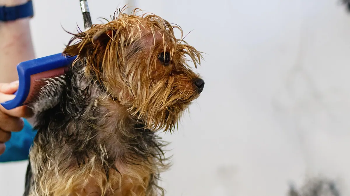 Home Remedies for Dog Fleas and Ticks: Safe Options