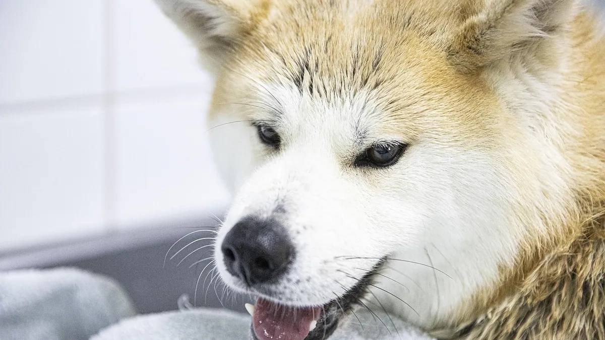 Home Remedies for Dog Odor: What Works and What Doesn't