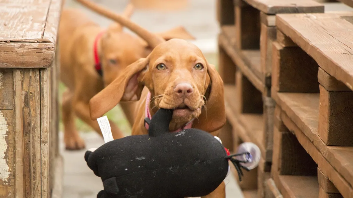 Hookworm Medication for Dogs: What Vets Prescribe
