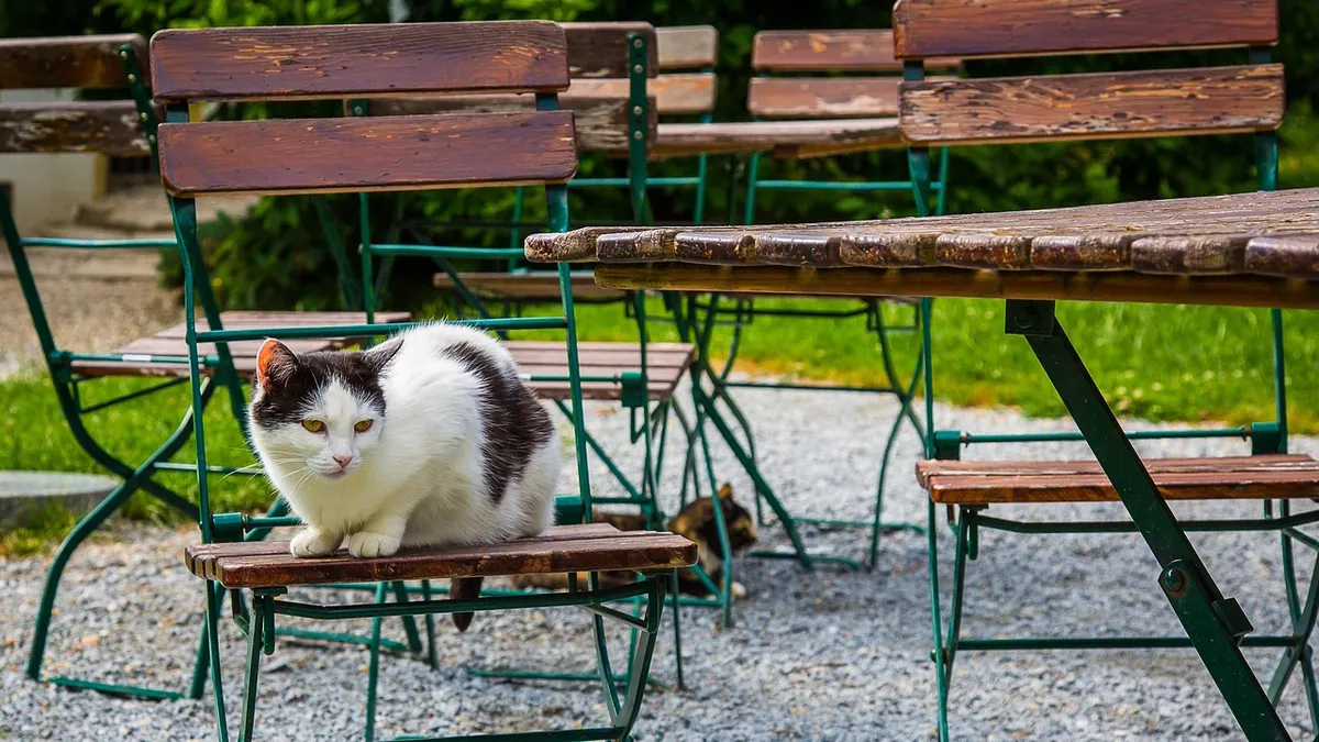 Are Hops Plants Toxic to Cats?