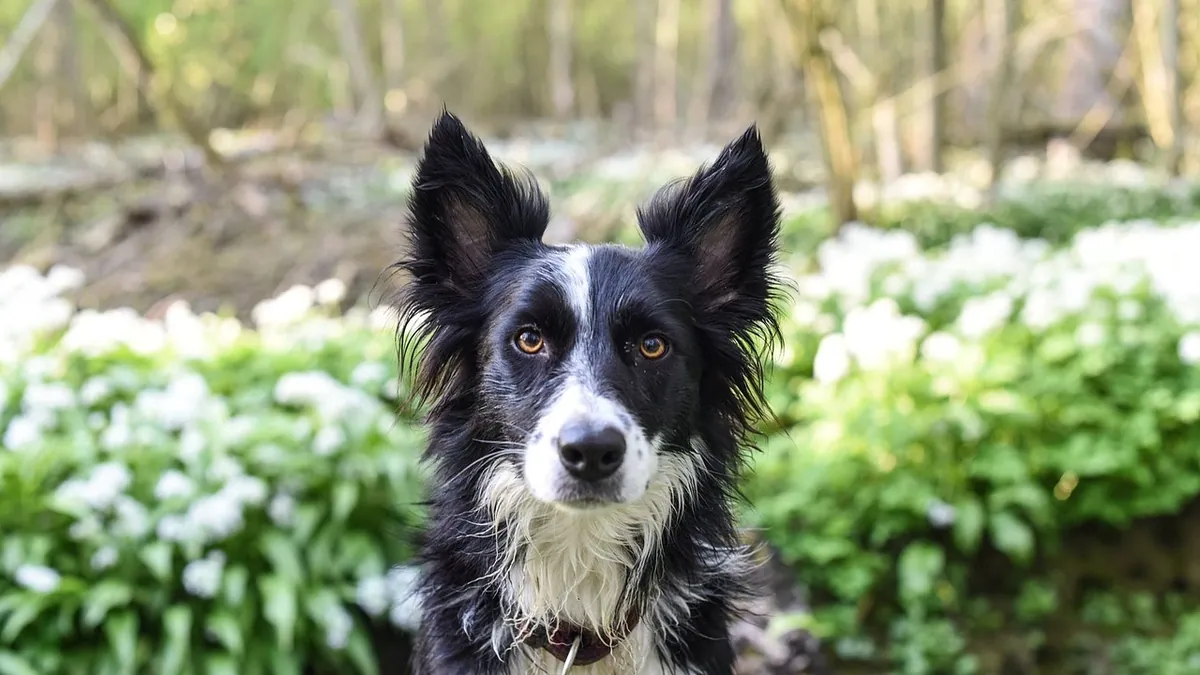 Are Hops Toxic to Dogs? Brewery Hazard Warning