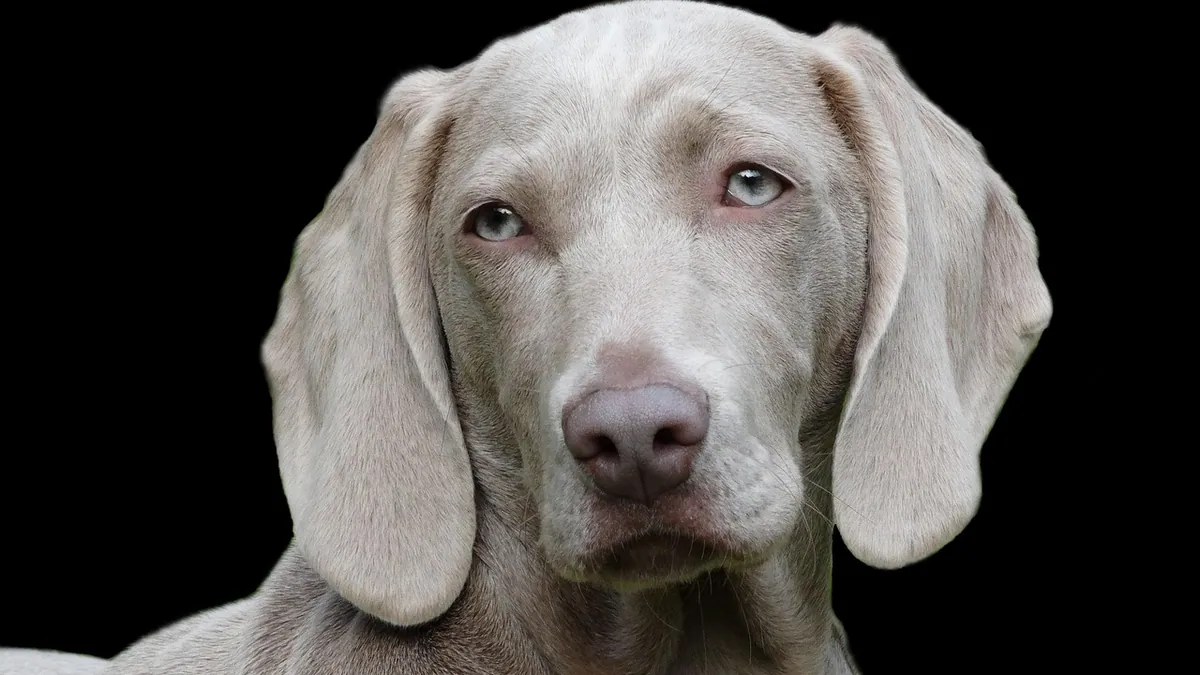 Horner's Syndrome in Dogs: Causes, Signs, and Recovery
