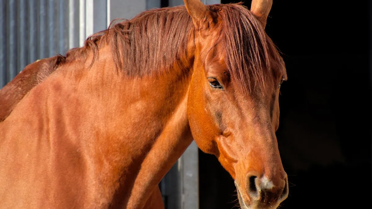 Why Is My Horse Quivering? Muscle Tremors Explained
