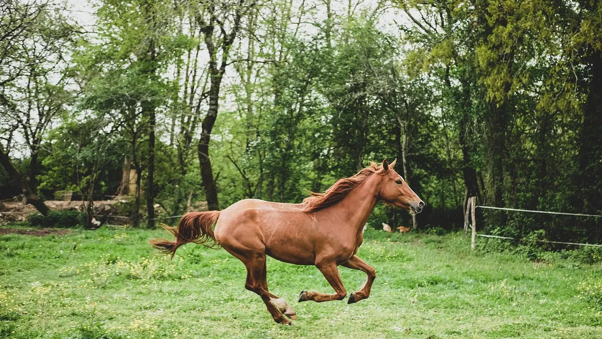 Why Does My Horse Trip So Much?