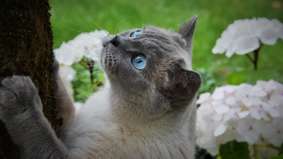 Is Hortensia Toxic to Cats? Hydrangea Poisoning Facts