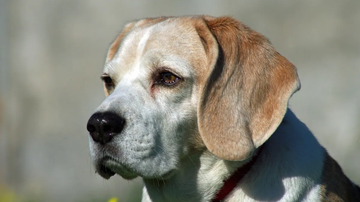 Hot Spots in Dogs' Ears: Causes and Treatment