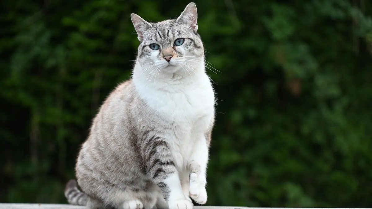 How Do Cats Find Their Way Home? Navigation Explained