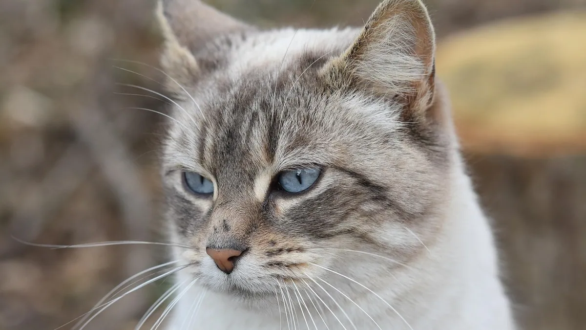 How Do Cats Get Calicivirus? Transmission Explained