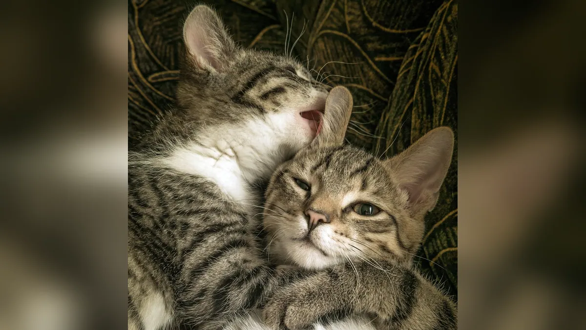 How Do Cats Get FIV? Transmission Explained