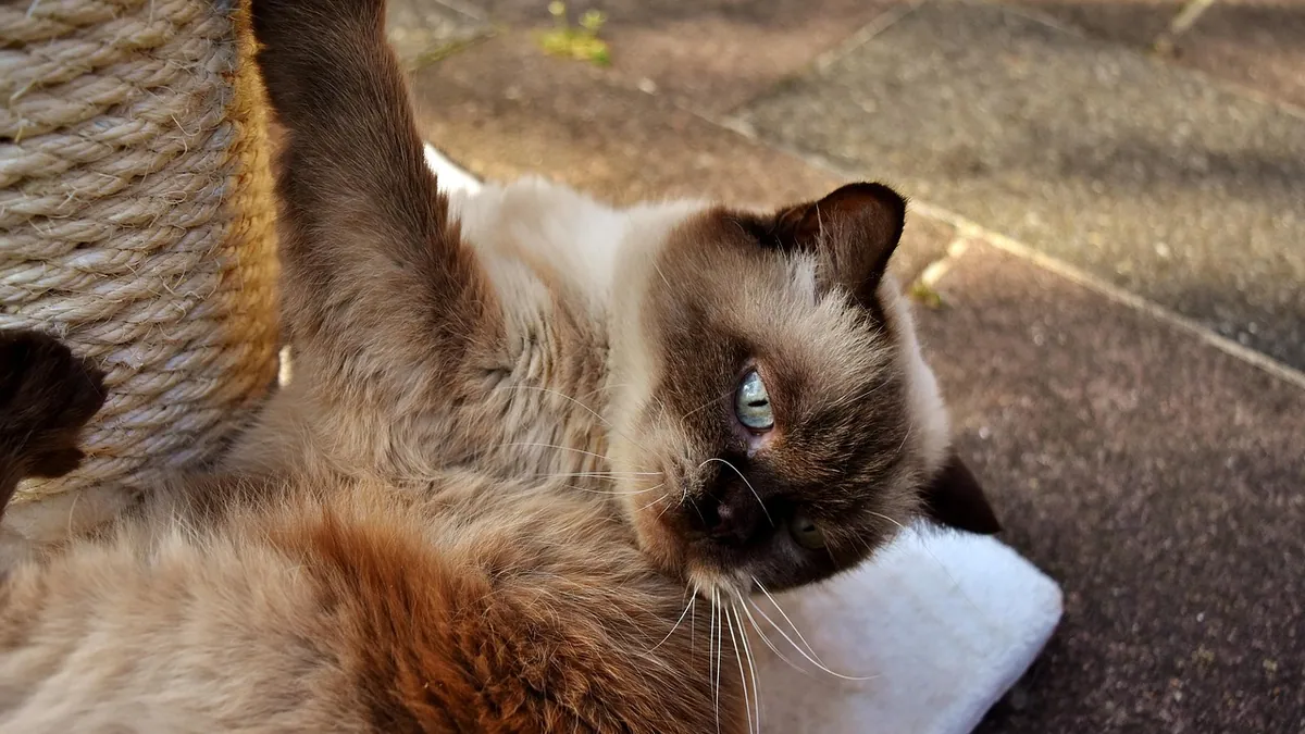 How Do Cats Get Fleas? Causes and Prevention