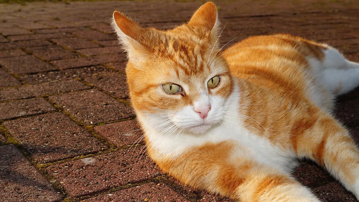 How Do Cats Handle Heat? Cooling Signs and Safety