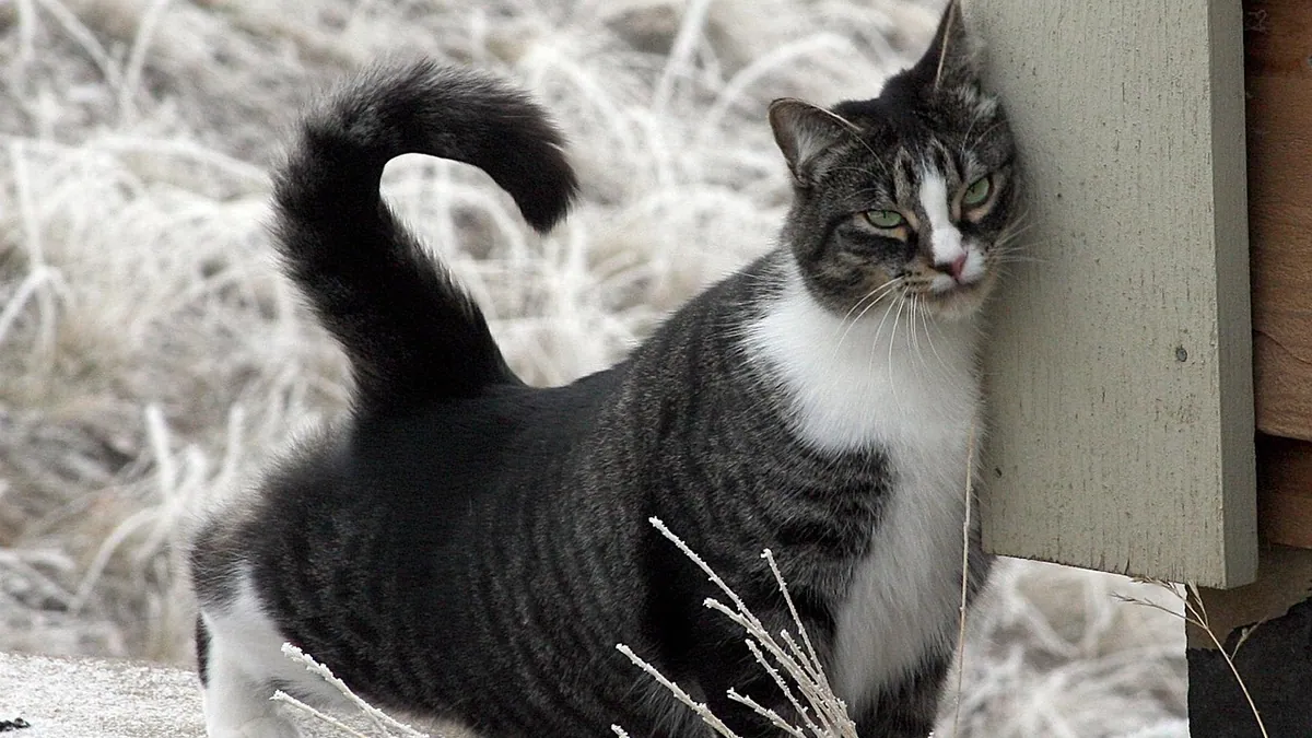How Do Cats Mark Their Territory? Normal vs Problem