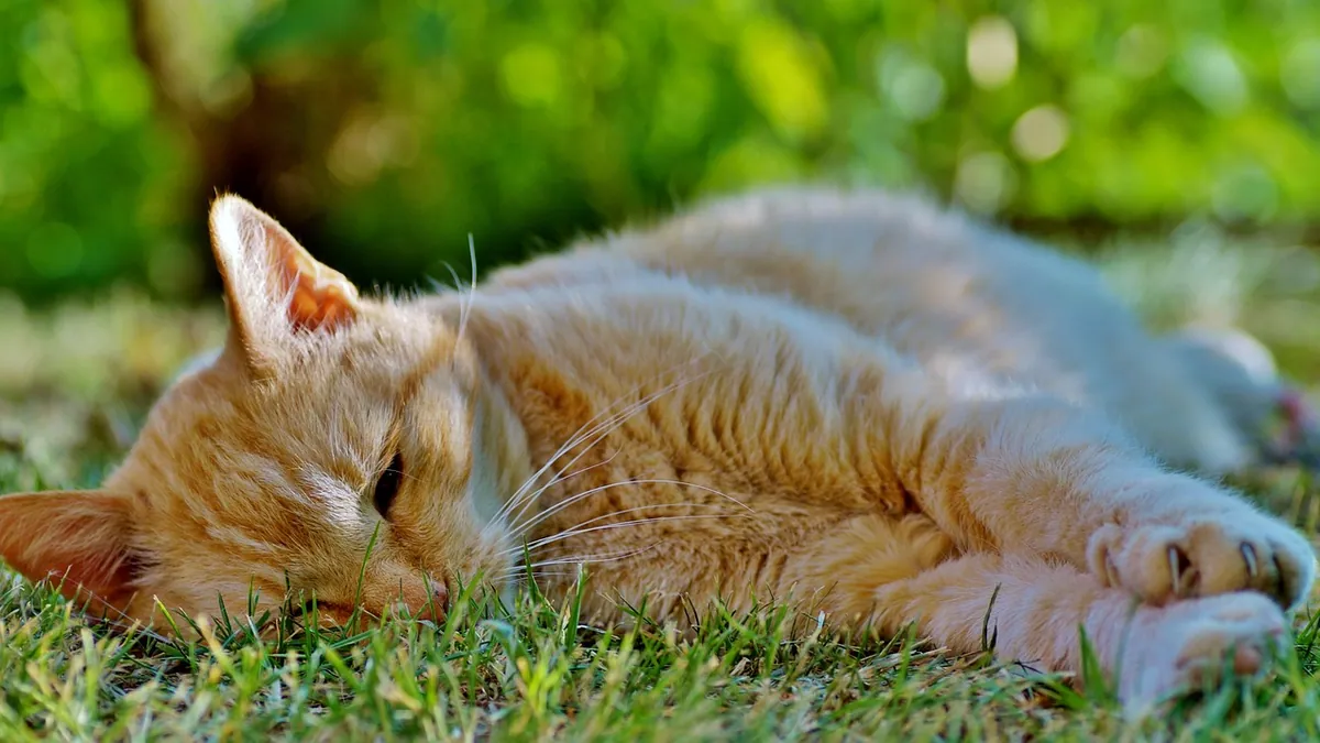 How Cats Regulate Body Temperature