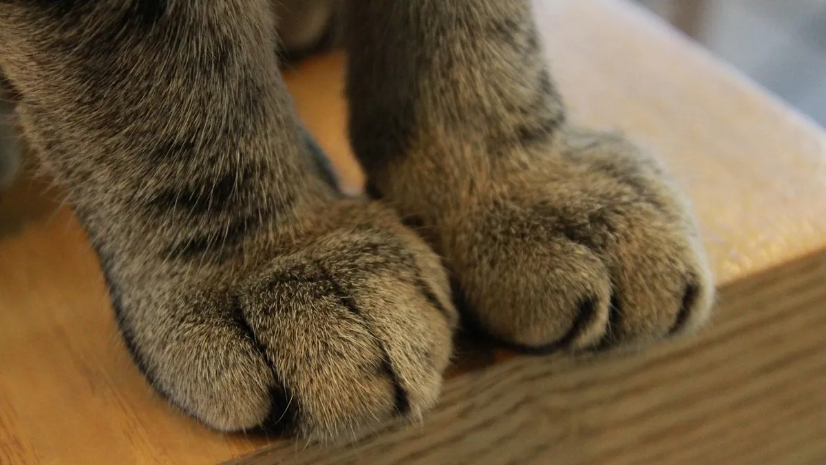 How Cats Retract Their Claws and When They Learn