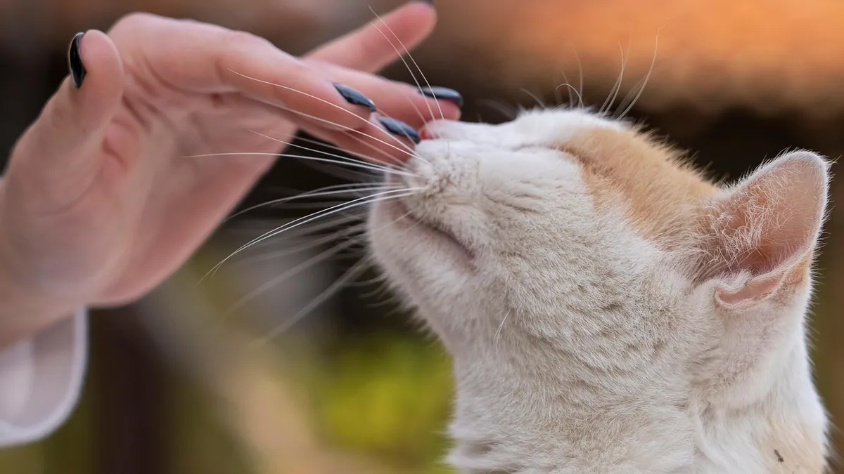How Do Cats Show Affection? 10 Real Signs