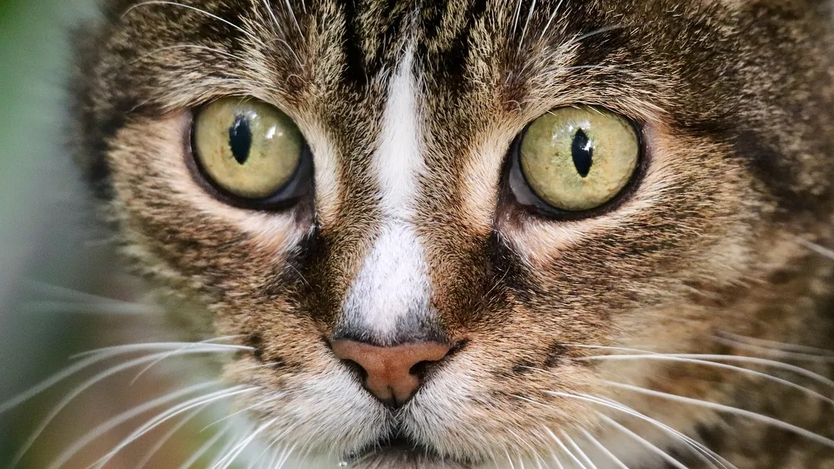 How Do Cats Use Their Whiskers? Function and Care